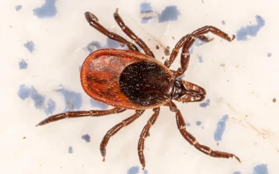 Fine-Scale Mapping Could Make for Better-Targeted Tick Management – Entomology Today