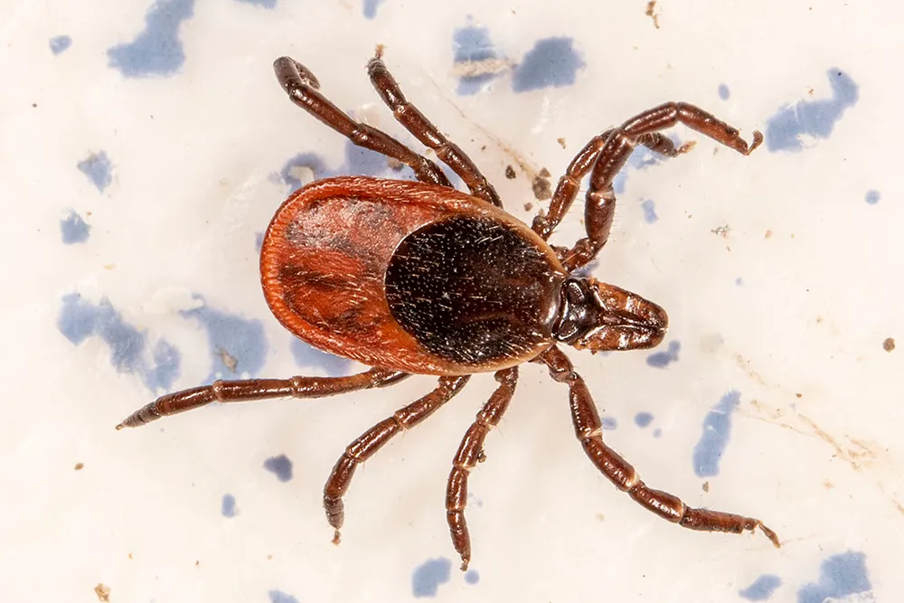 Fine-Scale Mapping Could Make for Better-Targeted Tick Management – Entomology Today