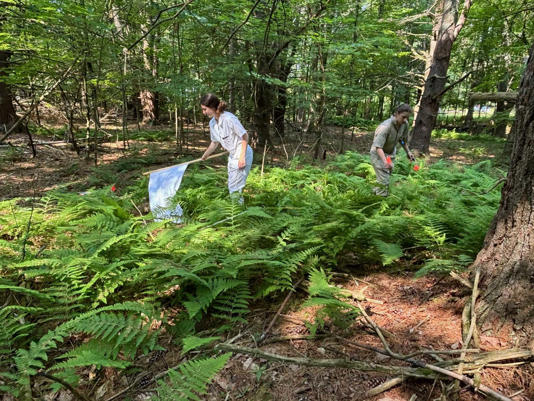 VBRN Partner Institution to Receive 1.8 Million Grant to Study Ticks, Invasive Plant Species