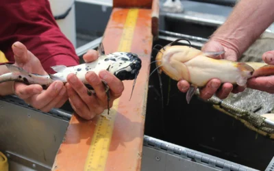 VBRN Scientists confirm rare ‘parasite-like’ cancer in bullhead from Lake Memphremagog